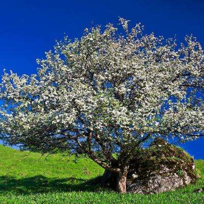 炸金花游戏手机app下载